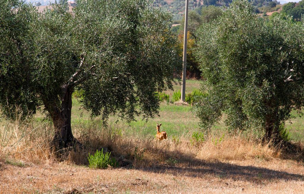 Agriturismo Prati Degli Orti Монтияно Экстерьер фото